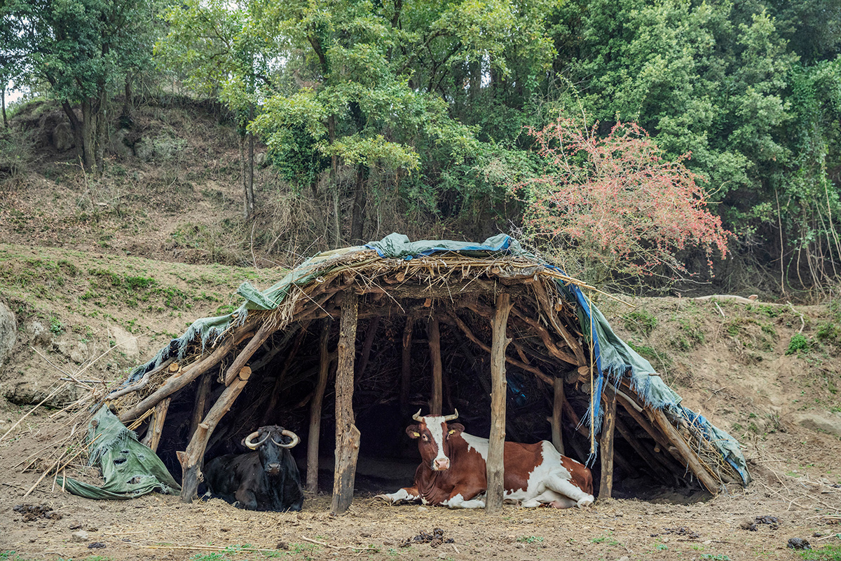 Sanctuaria - Wild Love - Project by Ana Palacios Visual Journalist