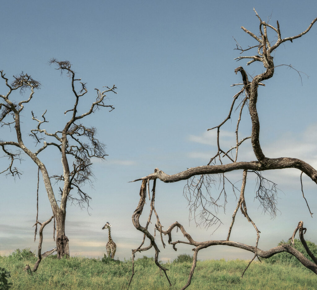 Albino - Project by Ana Palacios Visual Journalist